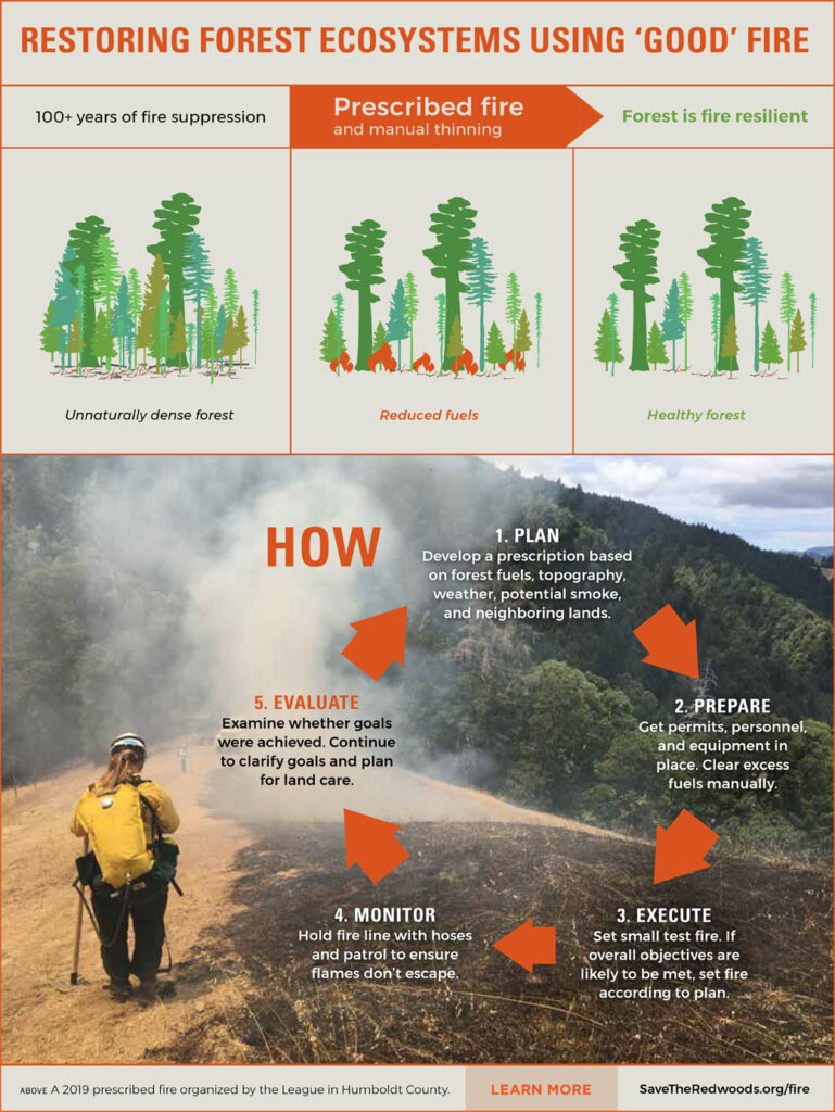 an infographic titled "RESTORING FOREST ECOSYSTEMS USING GOOD FIRE" that shows stage on top, followed by a photograph of a smokey landscape overlayed with arrows that form a cycle.