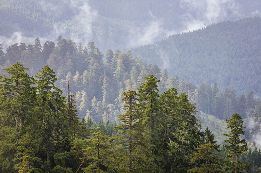 a view of layered forests, the ones furthest back having more misty clouds covering them as the foregrounded trees are a brighter green