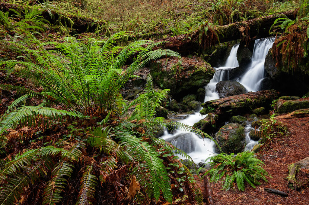 a huge fern to the left and a waterfall with mossy rocks and logs to the right