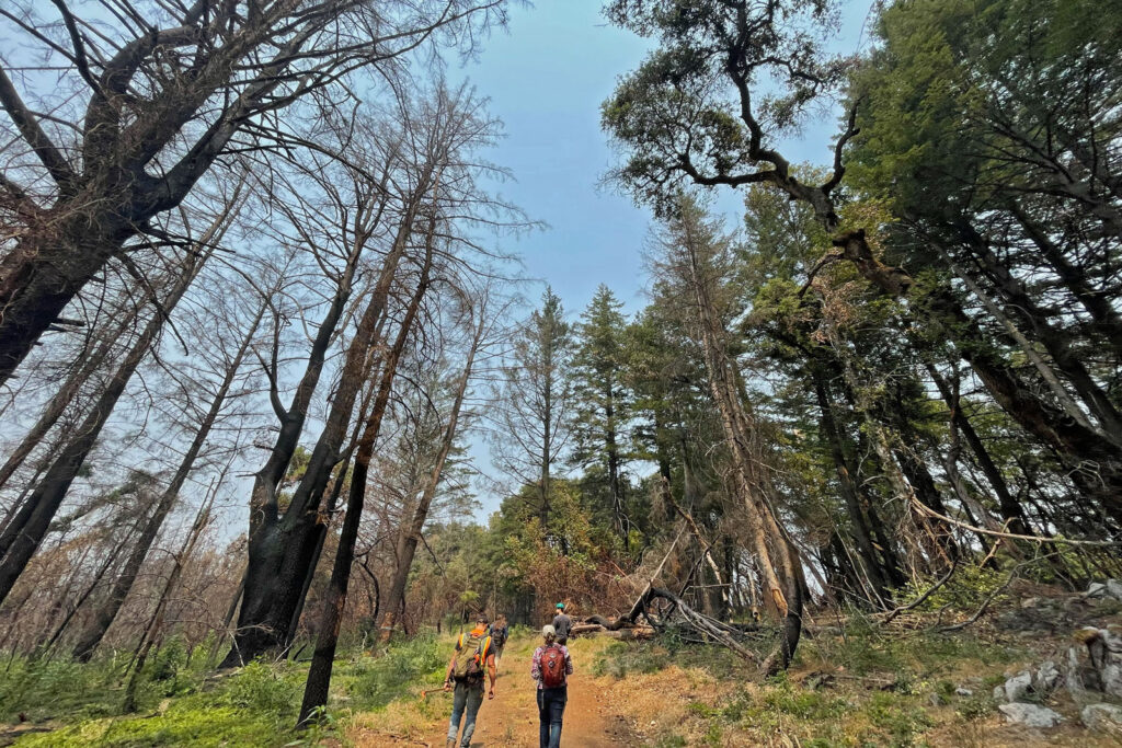 a trail runs between two forest sections, one with entirely blackened trees, and the other with green trees, as many people walk down the trail