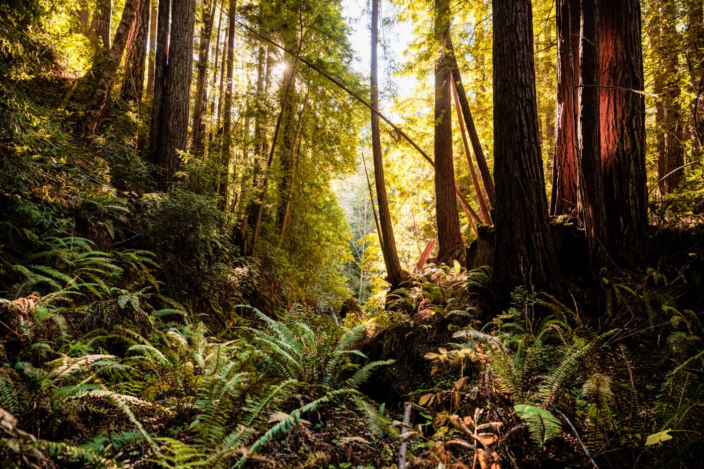 a redwood forest with a thick understory and a mix of medium to think trees, positioned against an afternoon sun that glows through the canopy and turns the bark of some trees red
