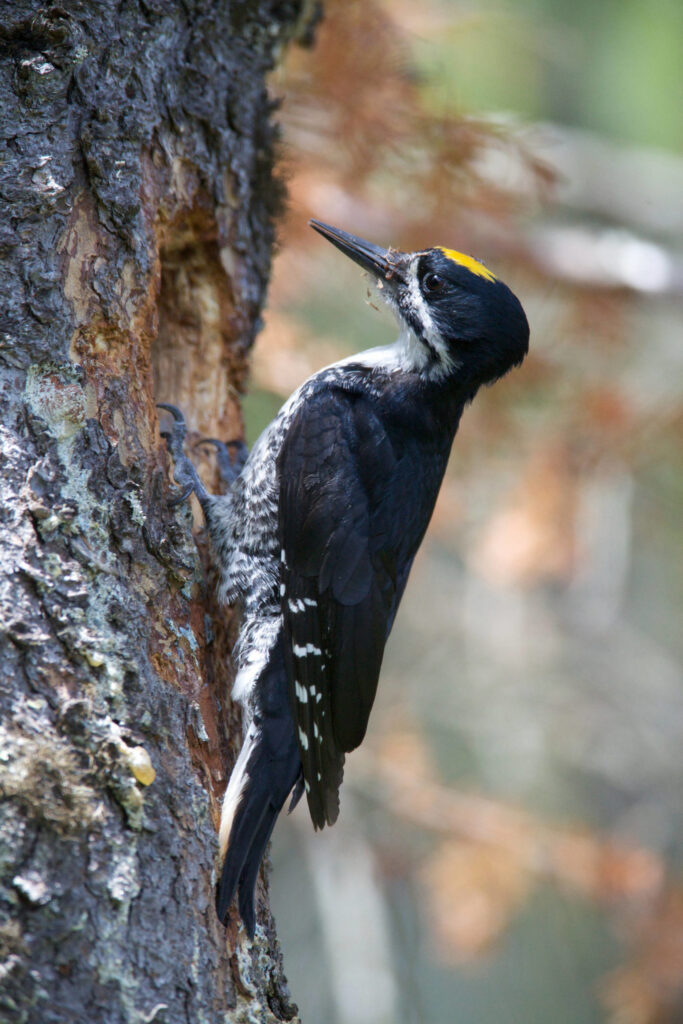 a woodpecker with a yellow spot of feathers on its forehead perches vertically on a tree, some woody debris visible on its beak