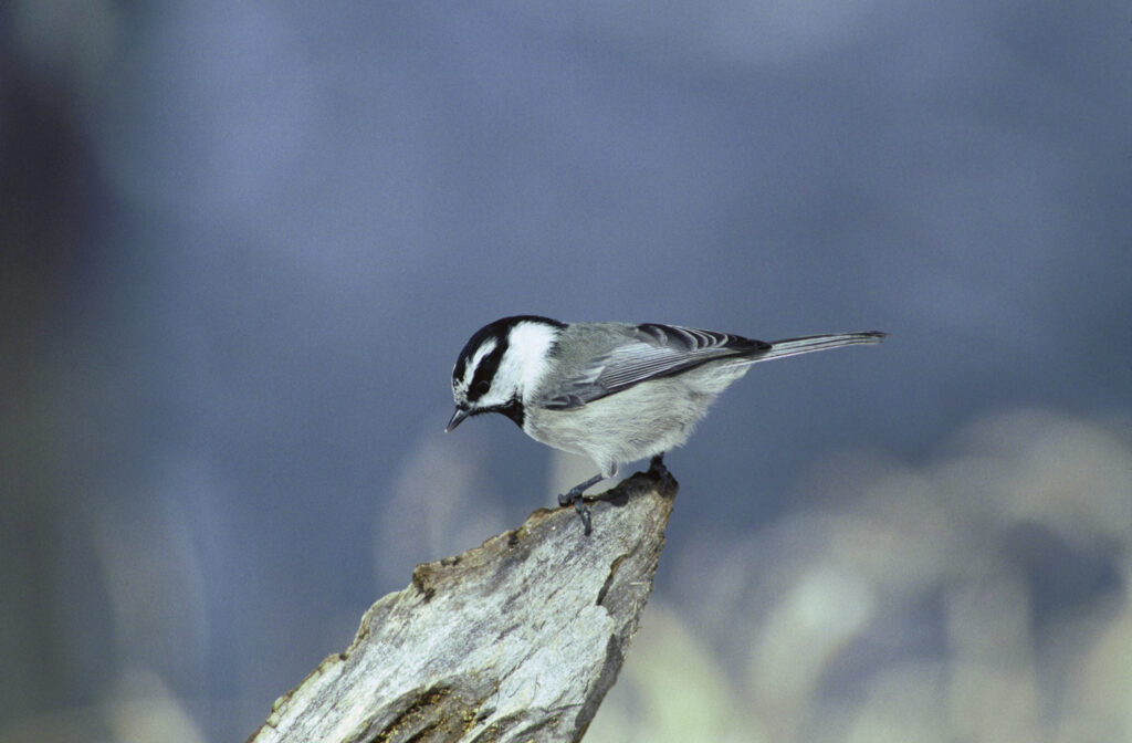 a small black-and-white bird perches on the edge of a pointy branch, looking down and to the left