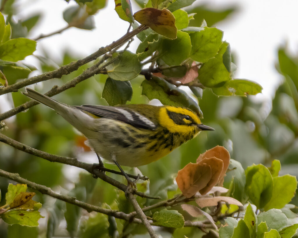 a small yellow bird with brownish masking around its eye looks toward the right while perches among brown and green leaves