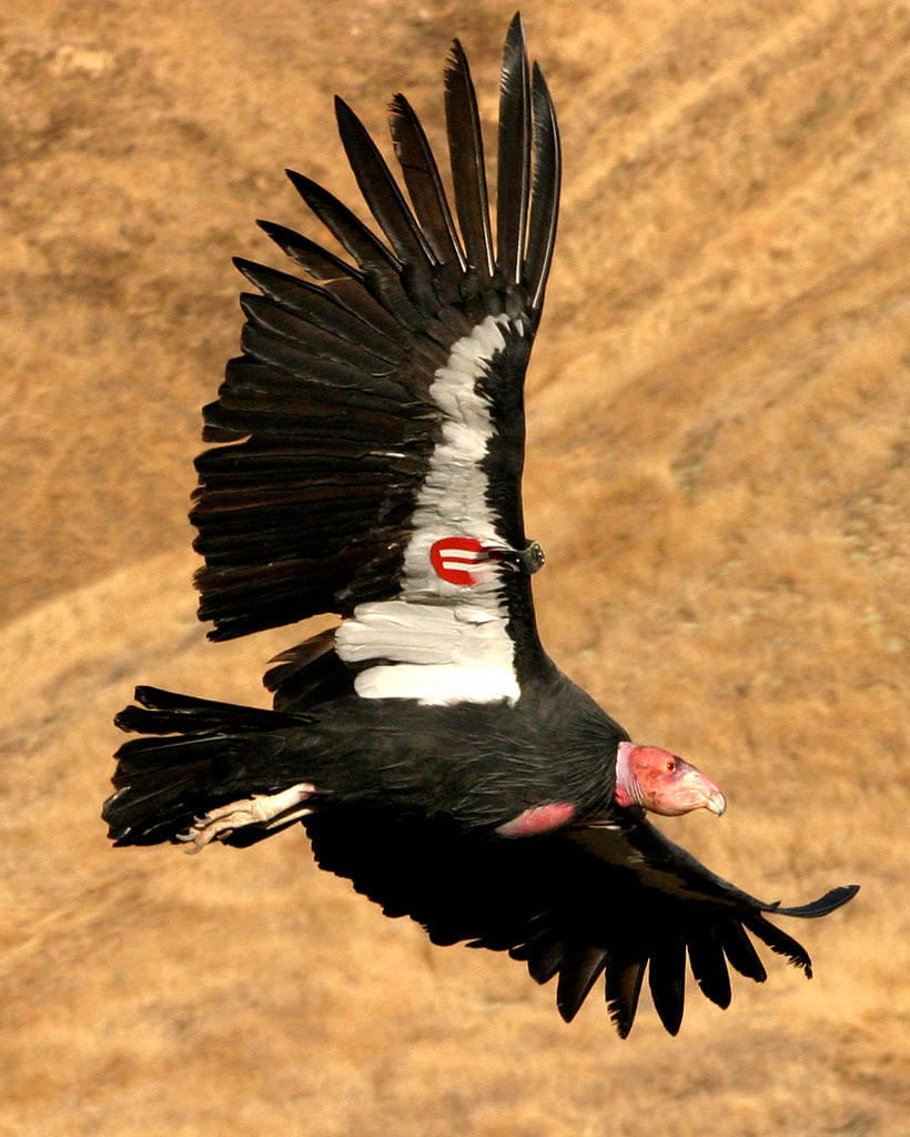 a huge bird flies toward the right, the underside of its wings black with white sections, and its head a fleshy pink. there is a red tag visible on its wing