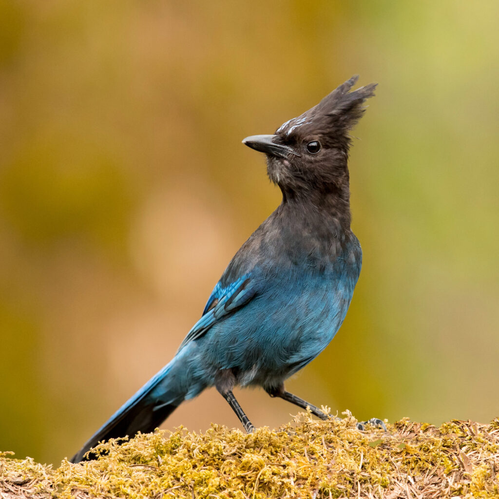 a blue bird with a black head, black eyes, and a dark underside to its tail stands against a blurry green-brown background