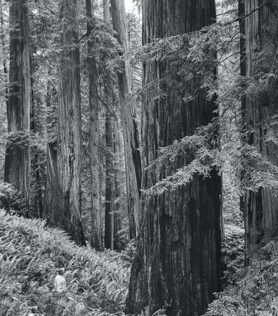 Black and white photo of a large coast redwood tree in a forest, with a person standing on one side of the tree, and another person standing in the background on the other side of the tree.
