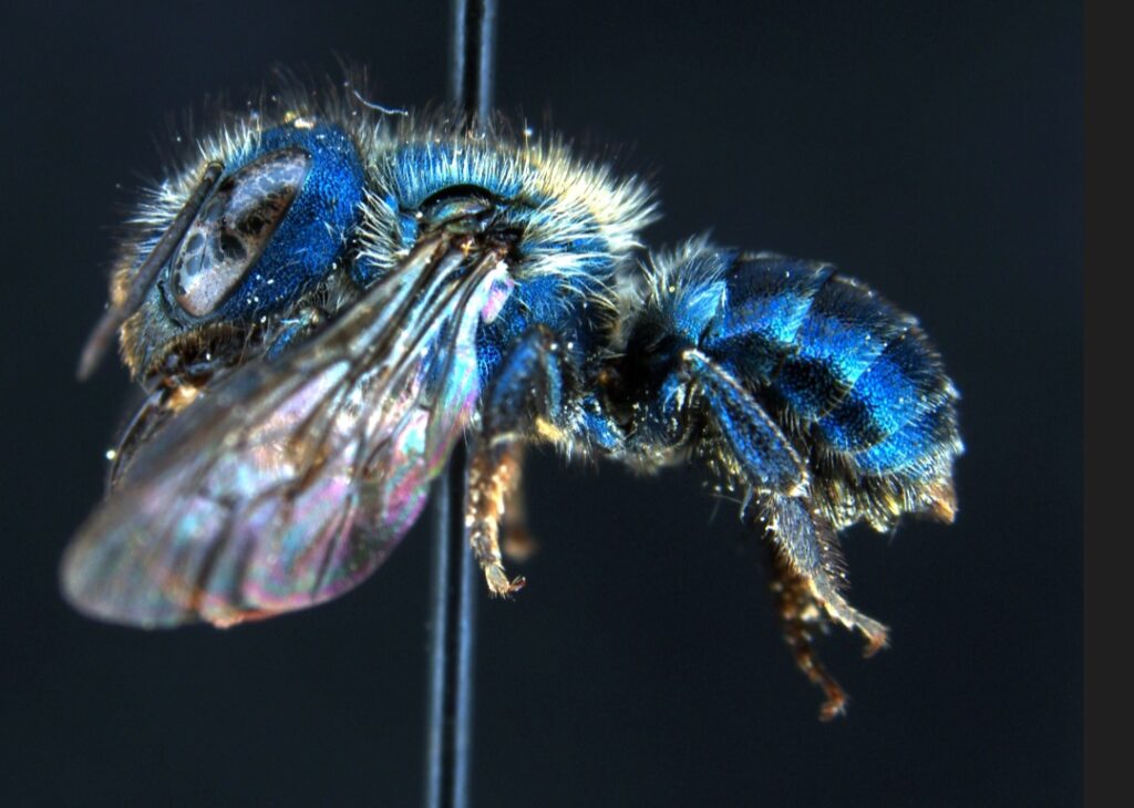 vibrant blue bee captured against a black background