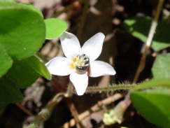a small bee sits at the center of a white, five-petaled flower with a yellow center