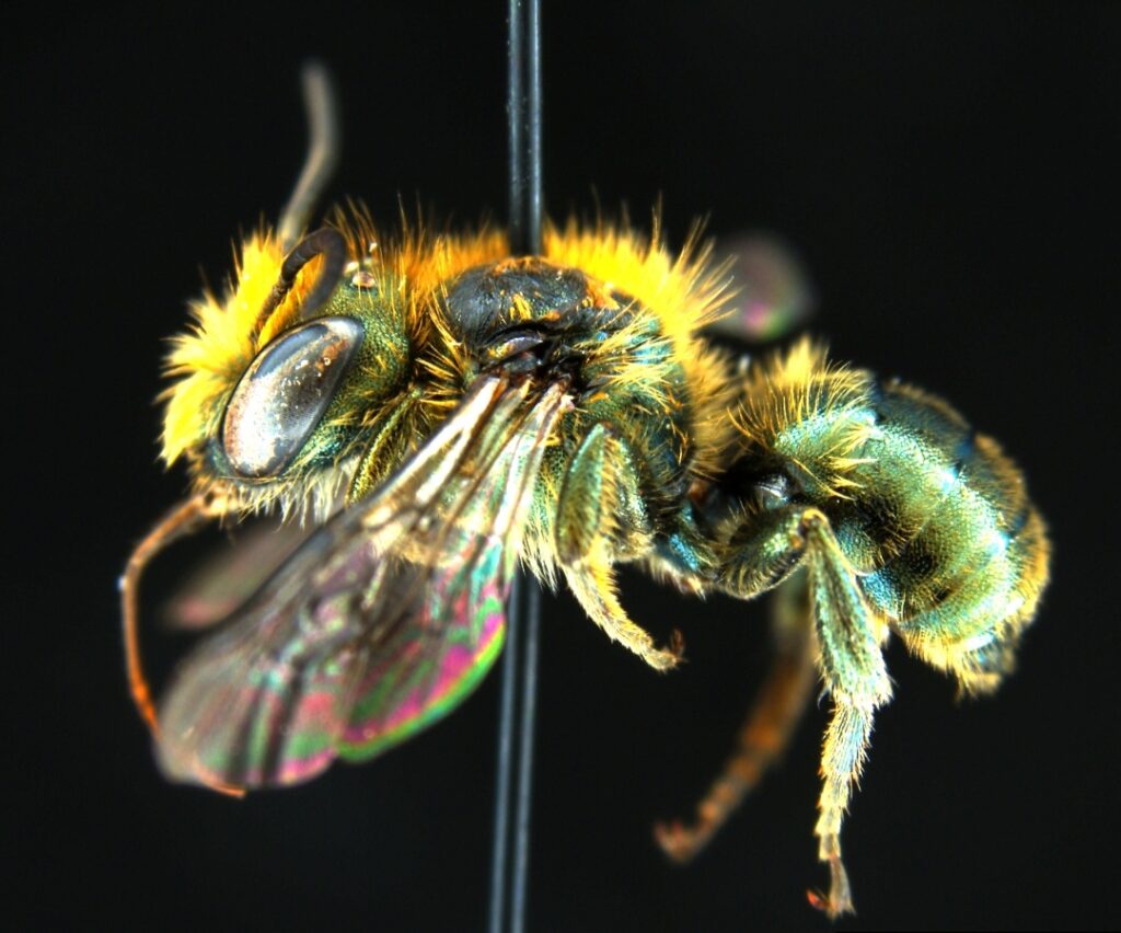 yellow native bee shown in high-definition with vibrant coloring against a black background