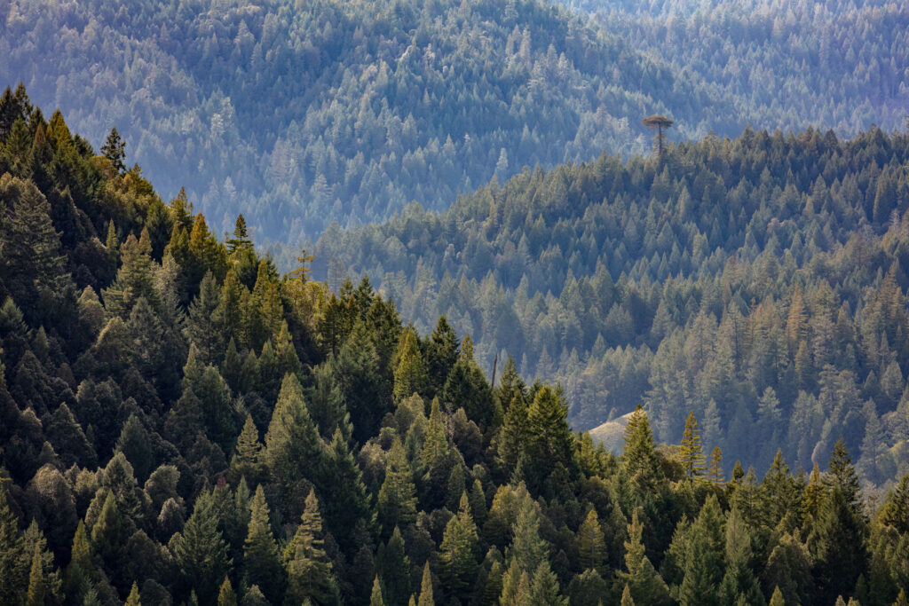 Redwood and Douglas-fir landscape