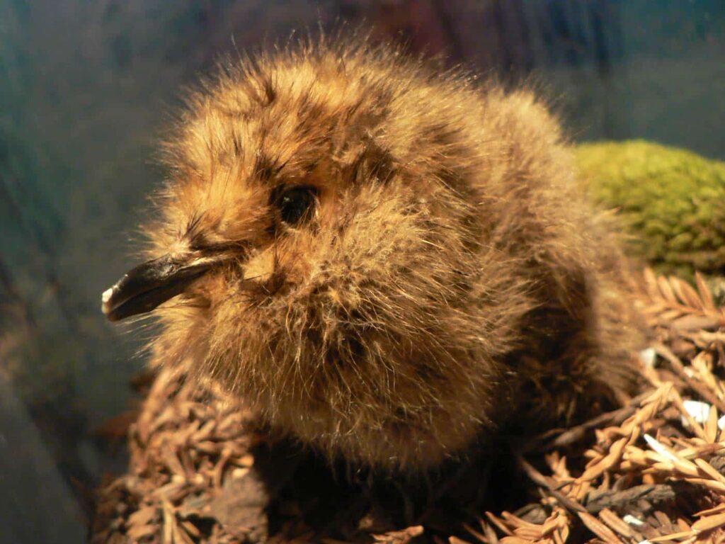 A close-up of a fluffy orange chick with black eyes and a black beak, sitting on a nest