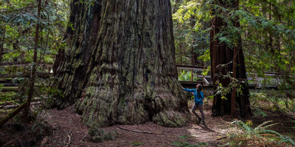 woman touching the trunk of an ancient redwood