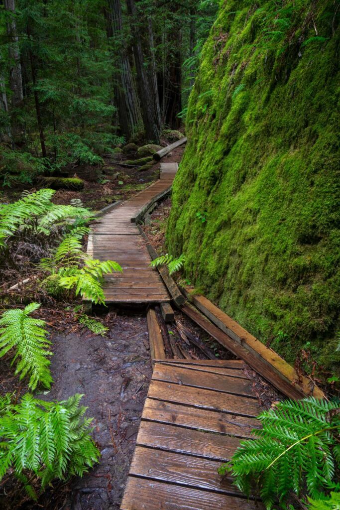 wooden walkway through a redwood forest