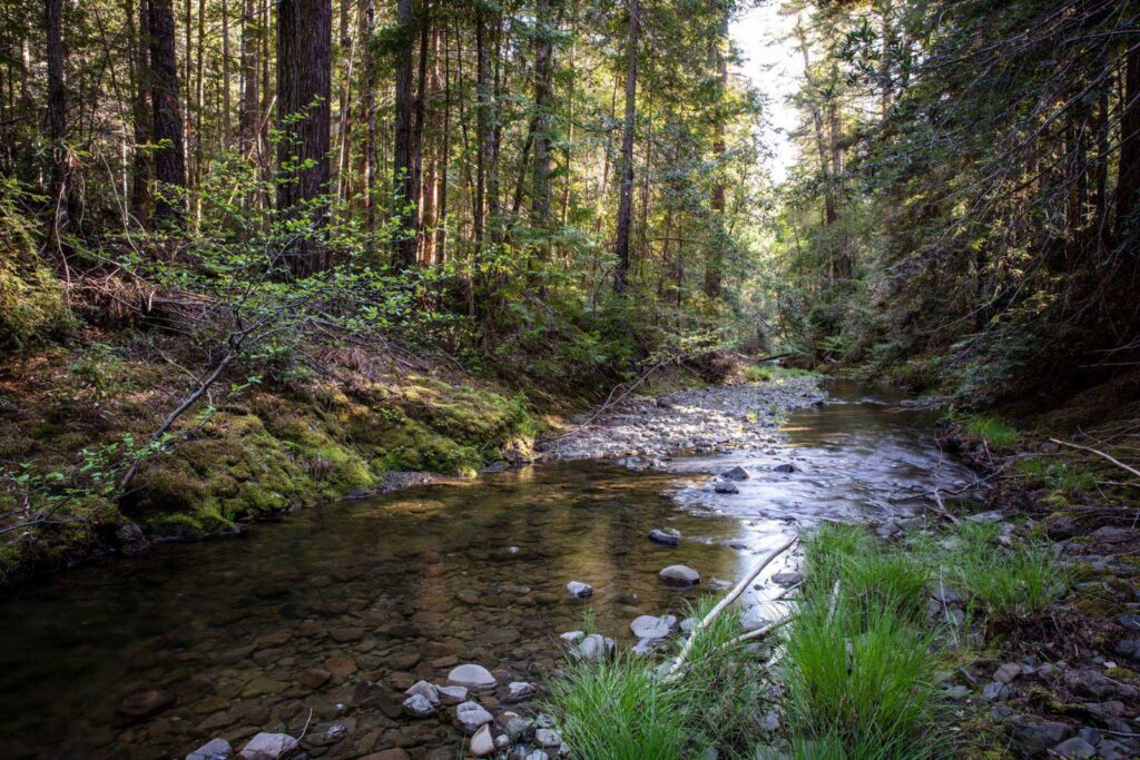 Creek running through a redwood forest on Weger Ranch