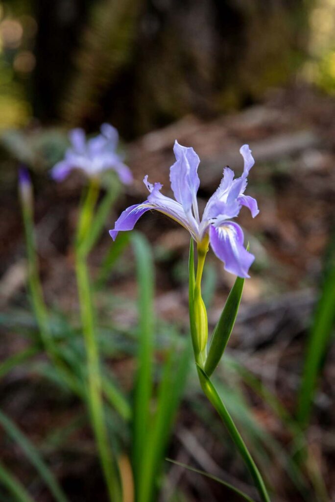 purple flower