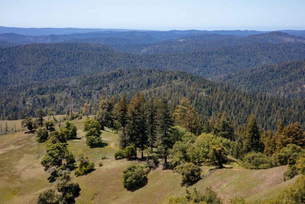 aerial view of redwoods forest