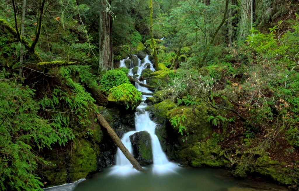 A waterfall flows into a pool with one log on the left tipping into it, surrounded by lush greenery