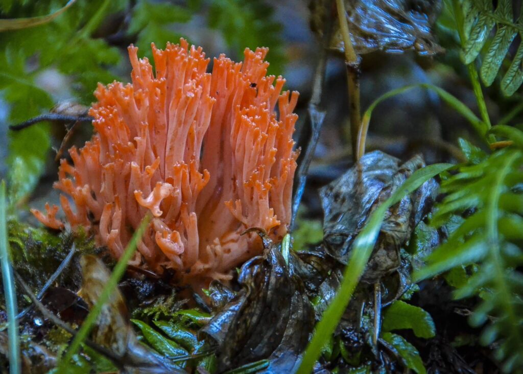 a mushroom that looks like orange coral surrounded by wet leafy foliage
