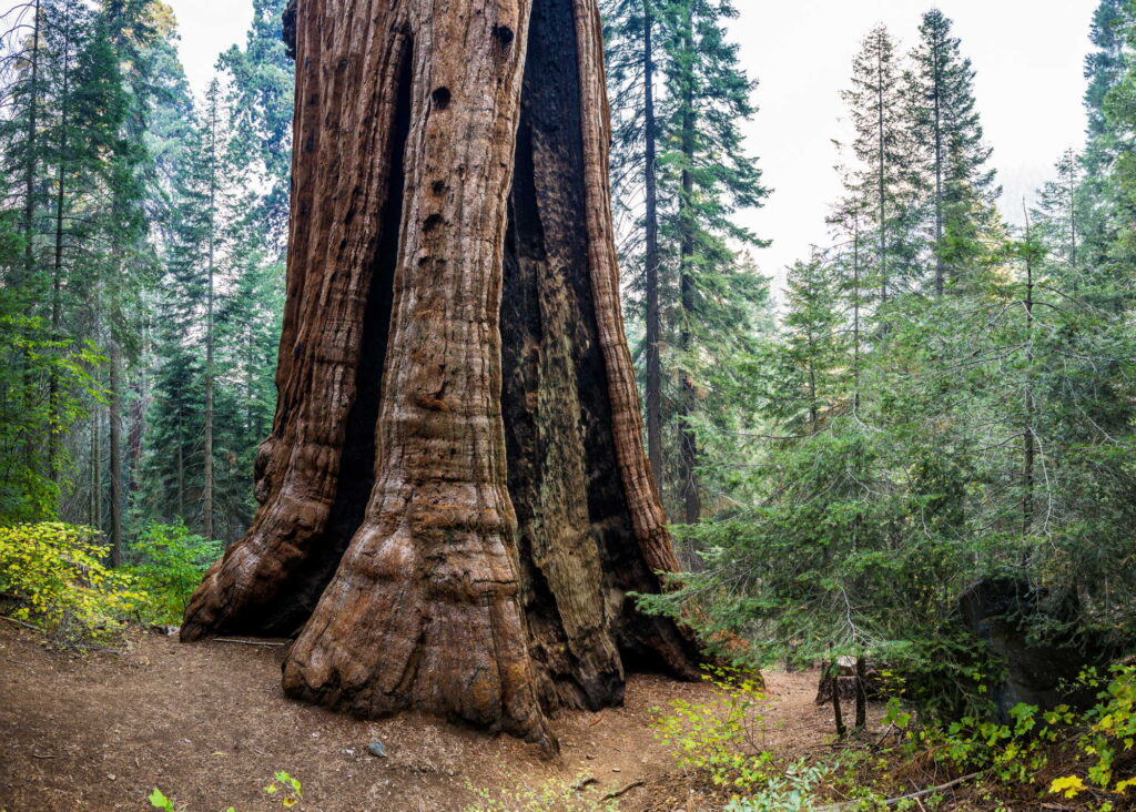 a huge tree base with pronounced grooves on its trunk