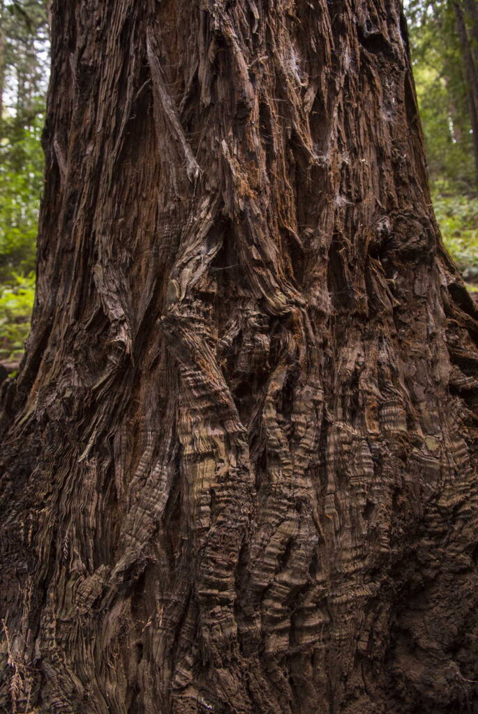 close up of a tree trunk with wavy bark, featuring wavy lines that appear bumpy