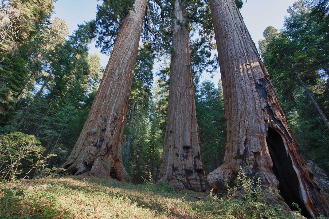 Three large giant sequoias, with the rightmost featuring a massive hollow