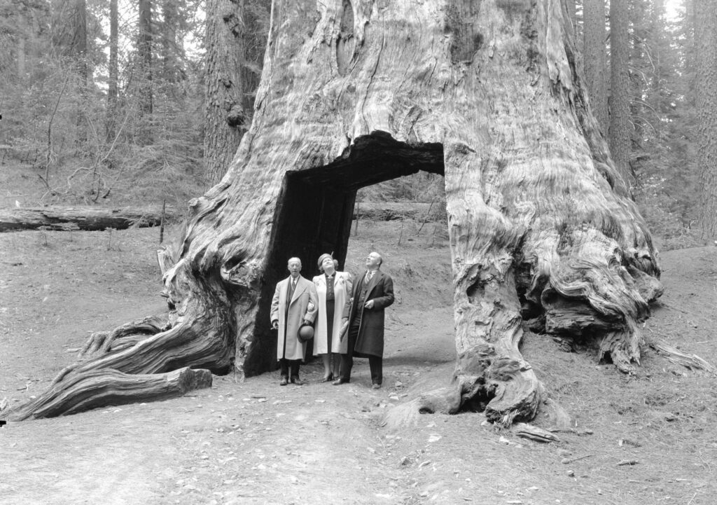 guys in front of tunnel tree, black and white