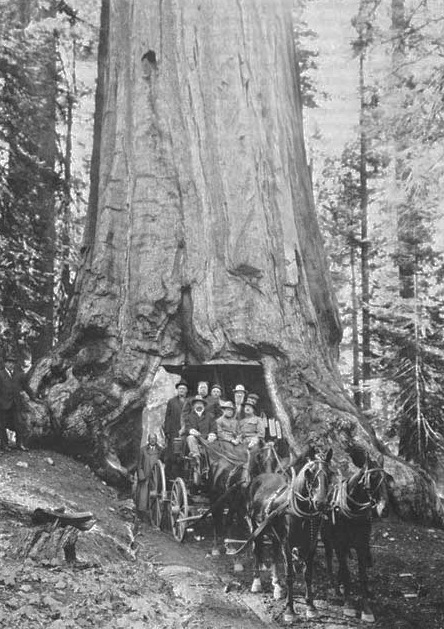 black and white photo of men posing in front of a tree with a tunnel carved out on a horse-drawn carriage