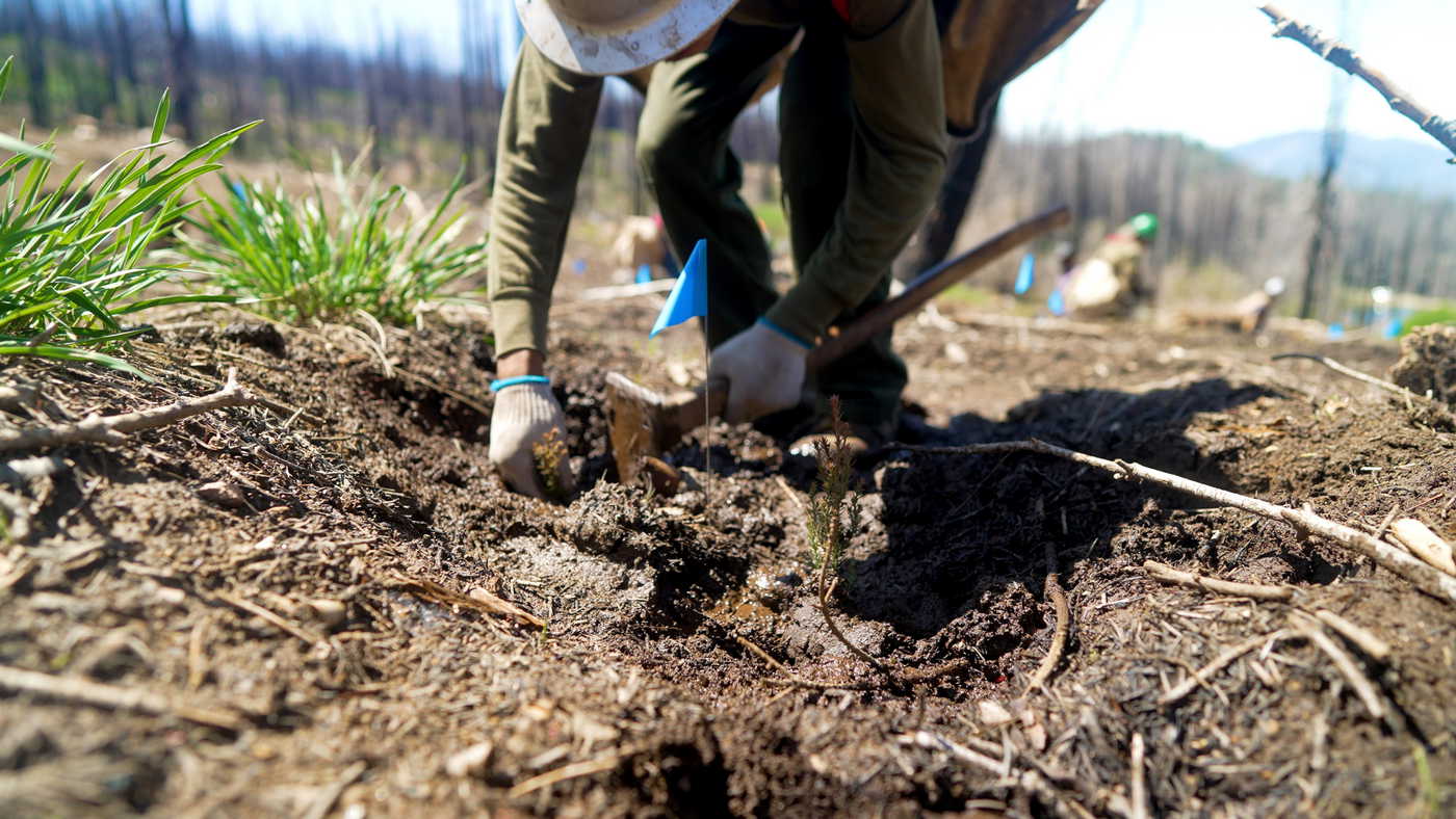 A person wearing gloves and bends over while digging a hole to plant trees. A blue flag marks the spot.