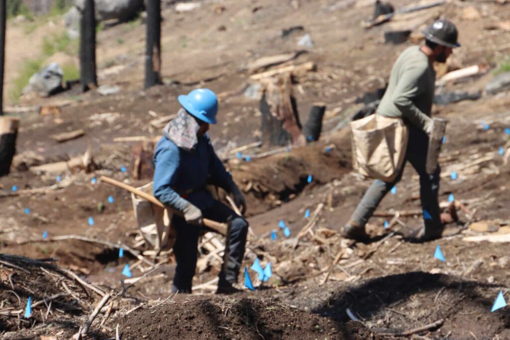 small blue flags are placed in the soil where a man wearing a blue hat and carrying a hoe is kneeling