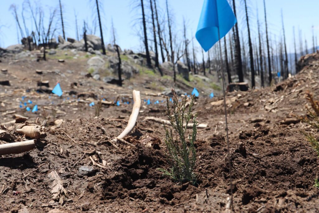 a small seedling is pictured next to a small blue flag, which looks large next to the seedling
