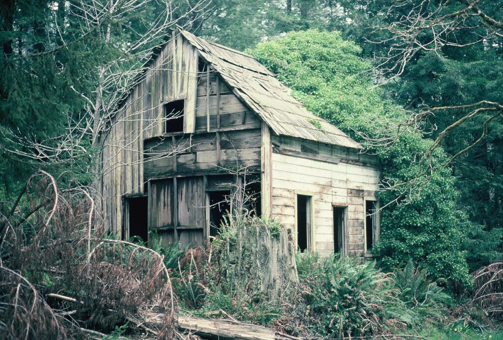 An abandoned wooden structure half-covered in vines