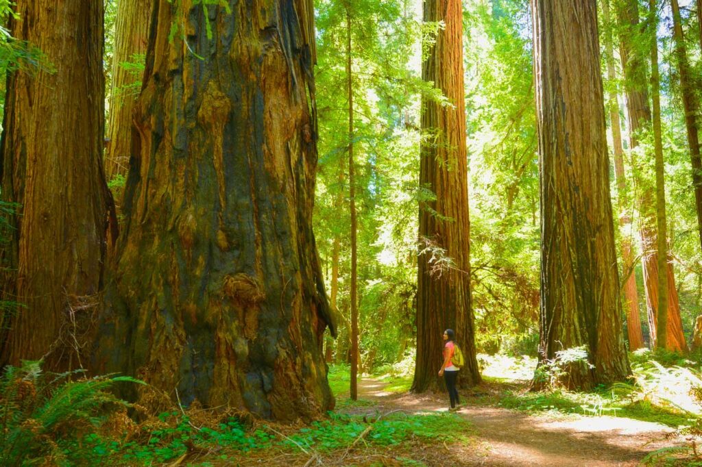 A person in an orange jacket contemplates a giant tree trunk in a sunlit forest