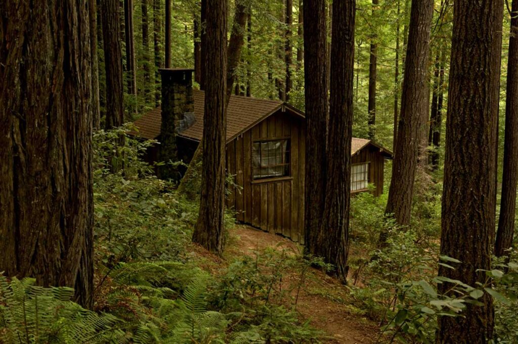 Many trees in the foreground, with a log cabin in the background