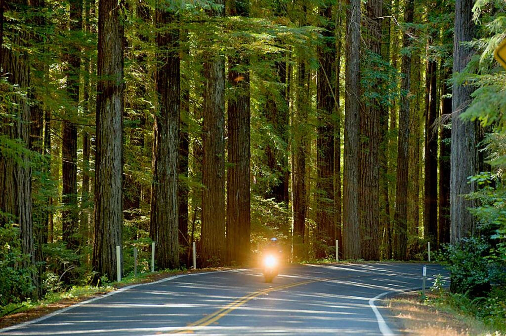 a road leads into the forest, with a bright yellow headlight from a motorcycle at the lower center of the picture
