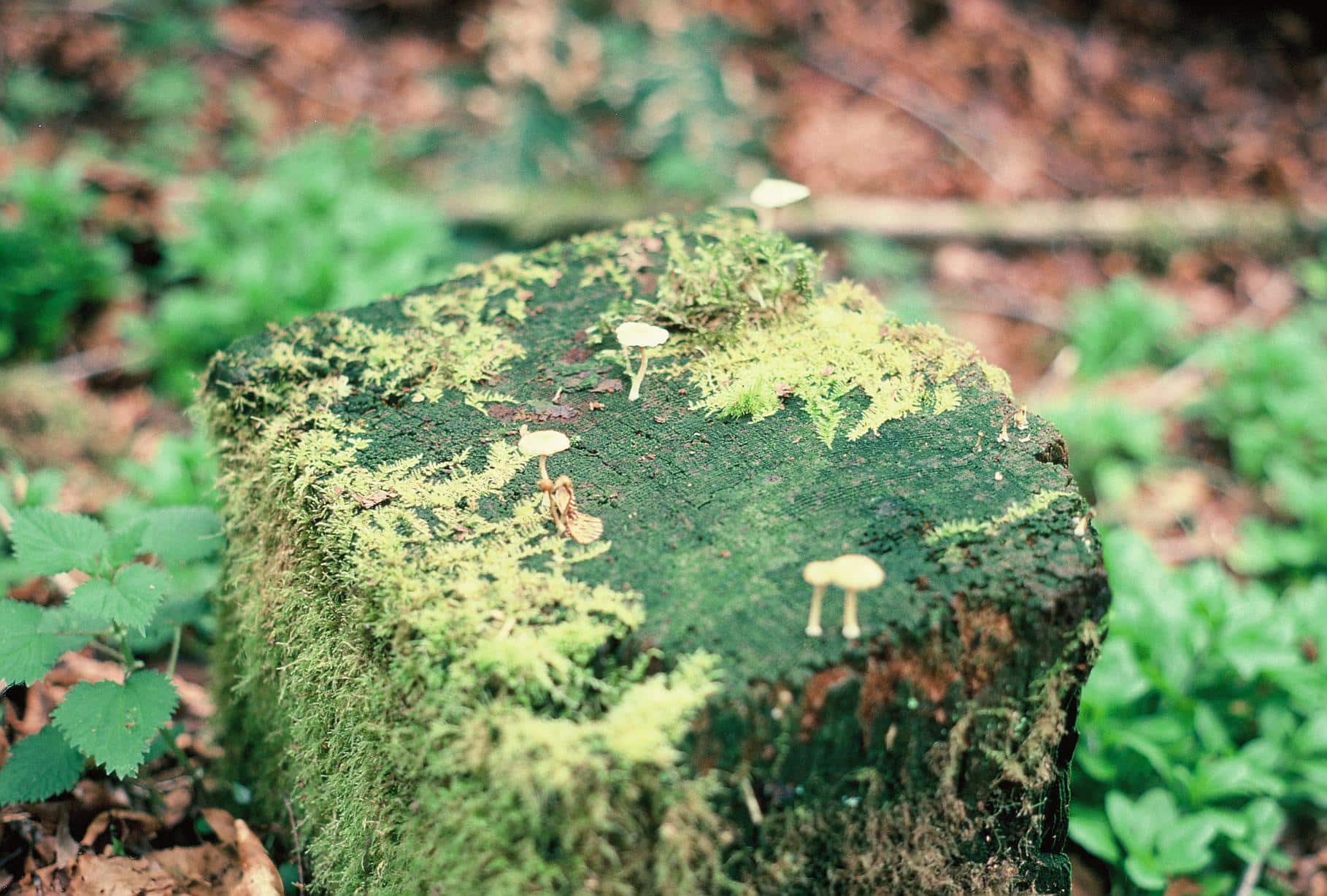 Tiny mushrooms grow on a mossy wooden post.