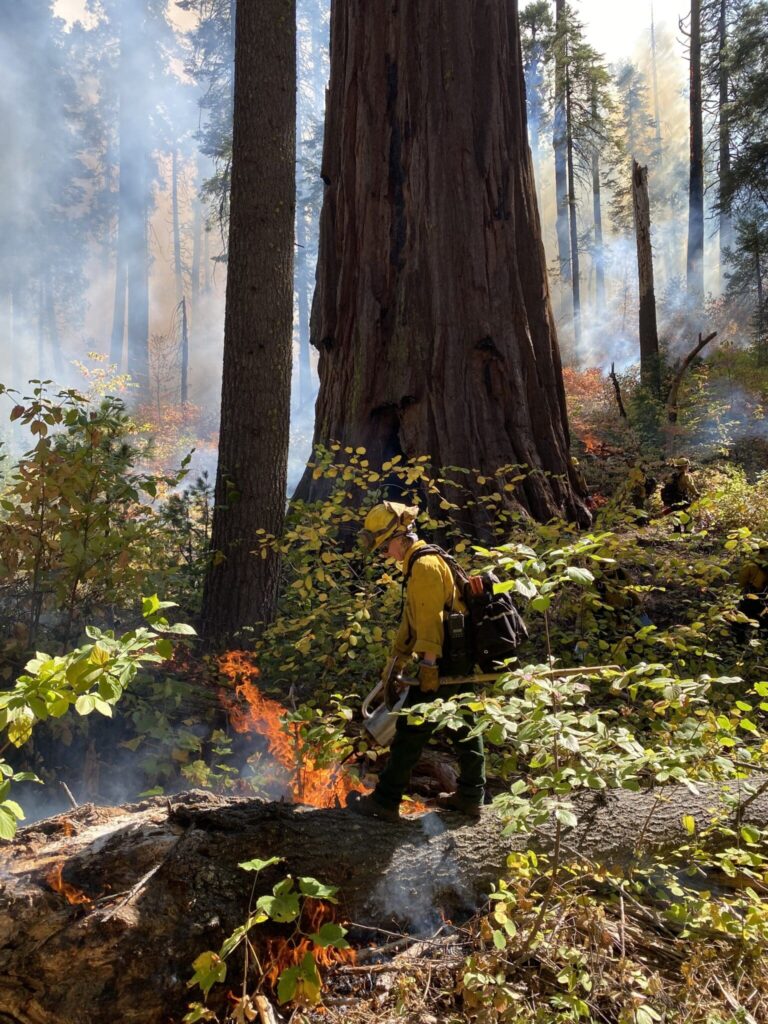A man wearing hi-vez uniform and a backpack pours liquid onto a fire. Behind him is a tall tree, and behind the tree is a smoke-covered forest