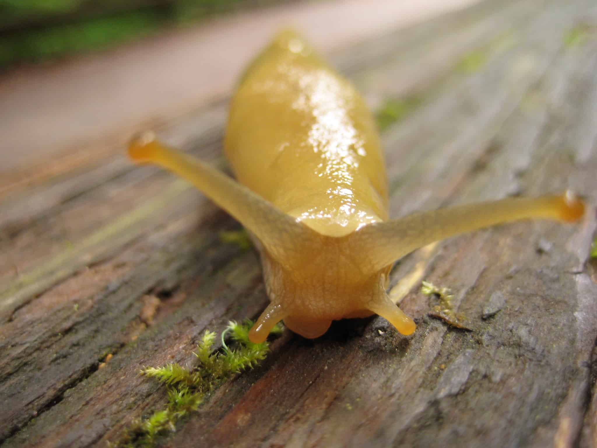 Extreme close-up of a yellow translucent slug with its antennae extended atop a log