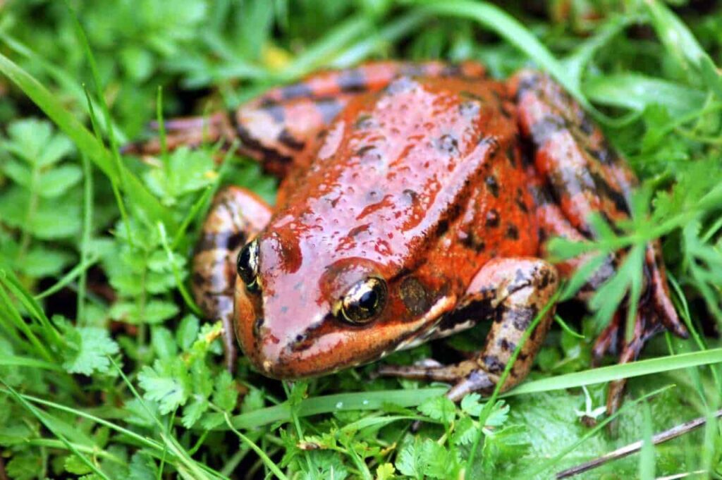 A deep red frog contrasts with bright green foliage