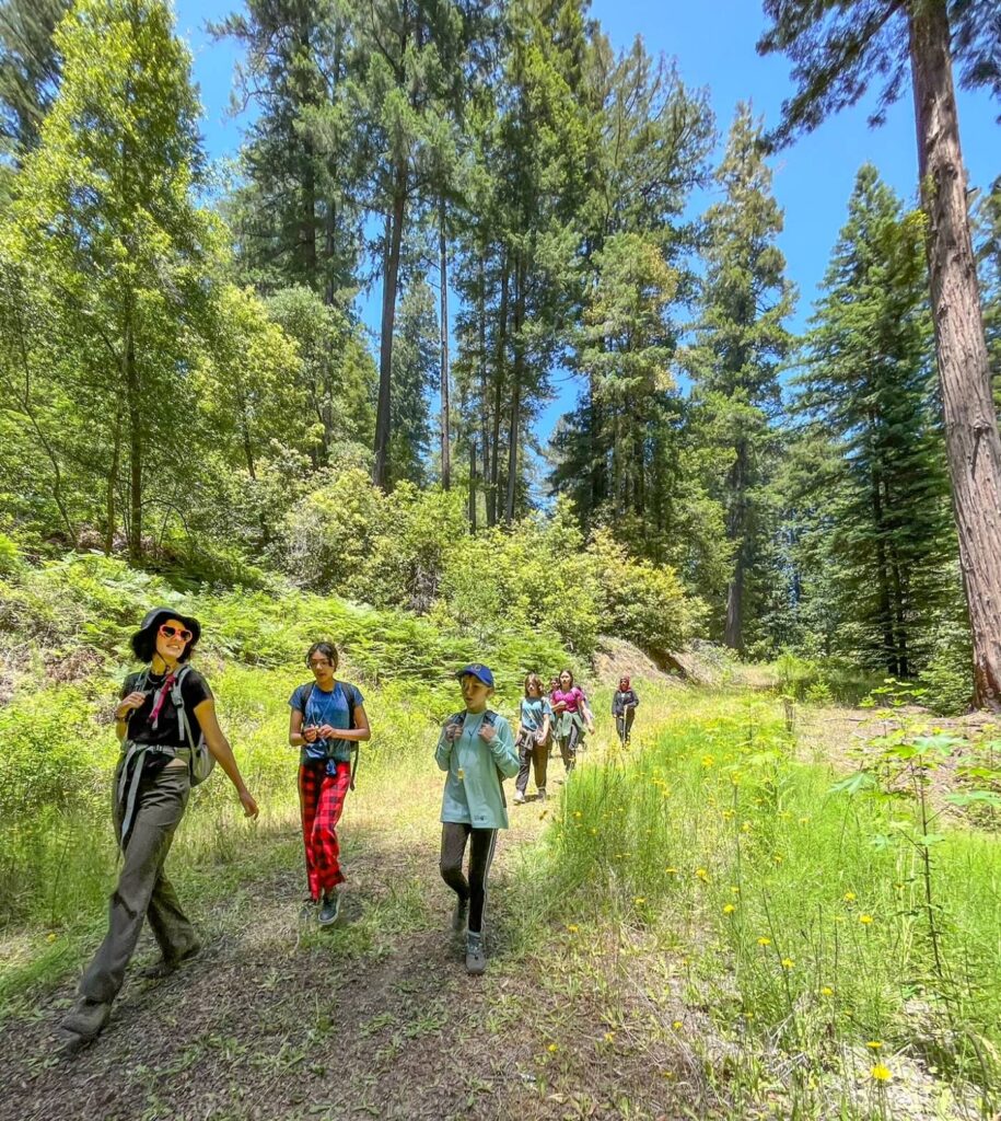 Several people walk on a trail through on a sunny day, with thin and tall trees in the background and small blooming yellow flowers on long stalks.