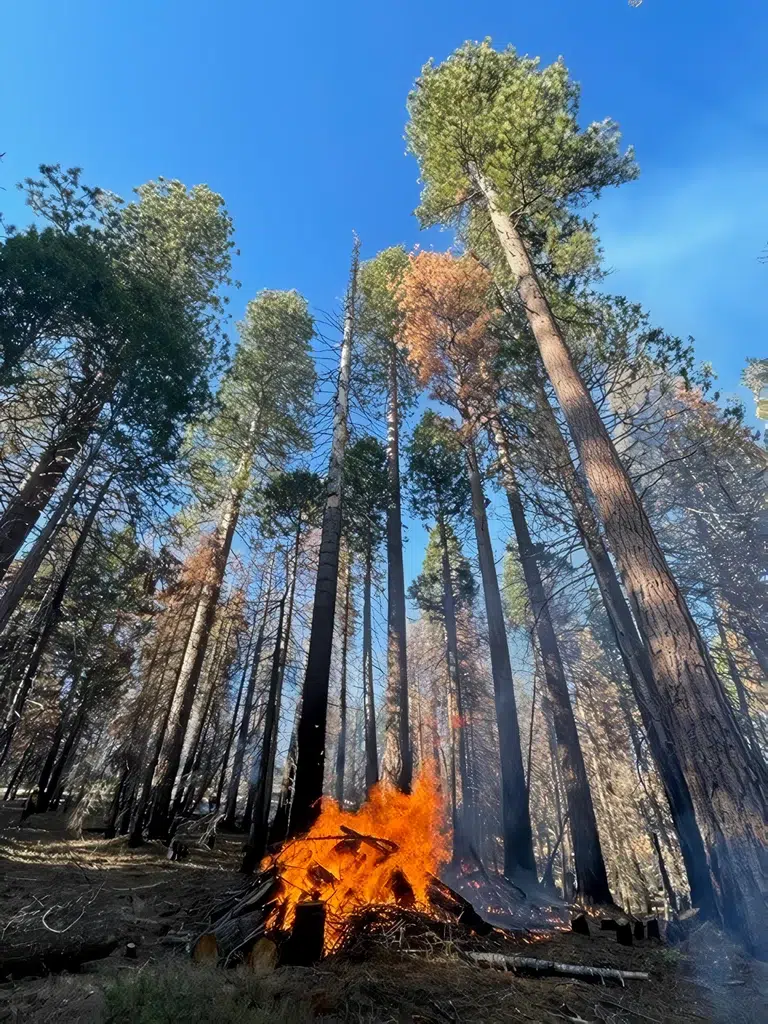 tall trees pictured from below while a fire burns in the foreground