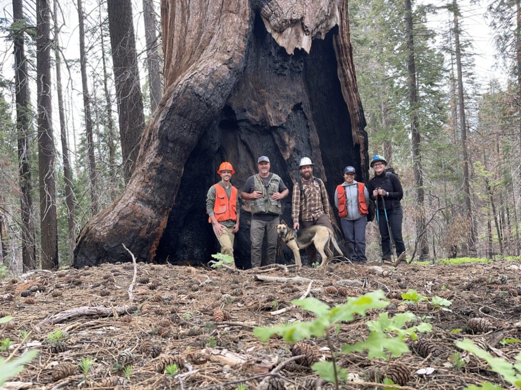 Five people, men and women, some in hard hats and vests stand with a dog at the base of a fire-singed giant sequoia