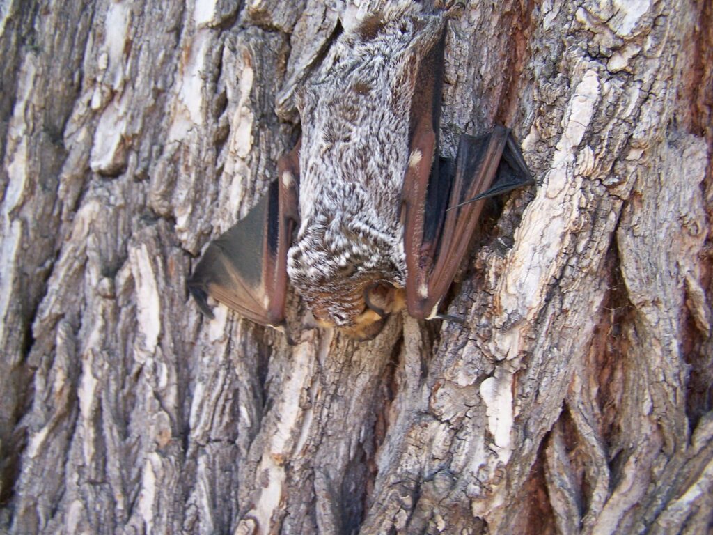 A bat with dark leathery wings and thick brown fur tipped with white hangs upside down and blends into the bark of a tree