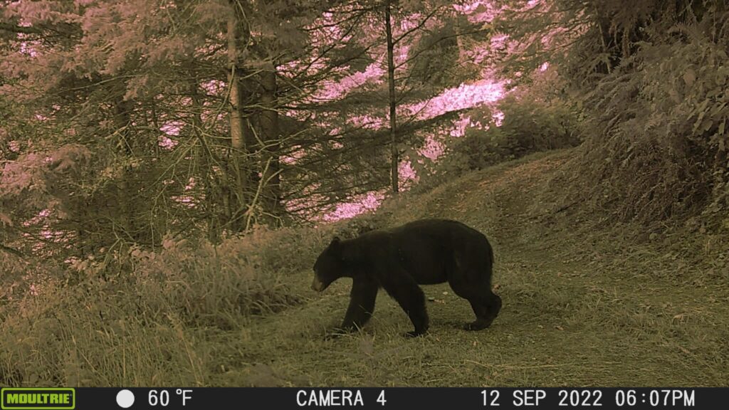 A black bear crosses an overgrown logging road in the forest.