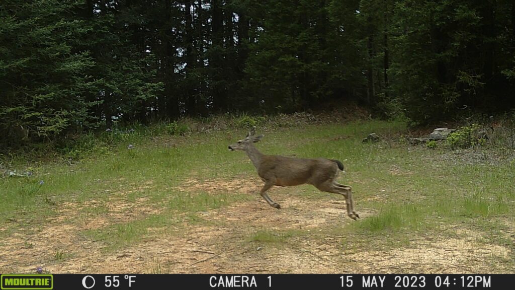 A buck with a large rack of antlers springs through a grassy meadow