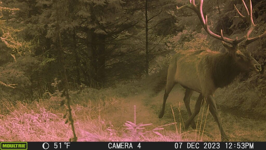 A huge Roosevelt elk ambles along a former logging road