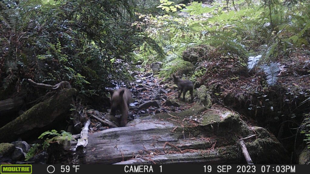 Two small, light brown bear cubs play near a creek.