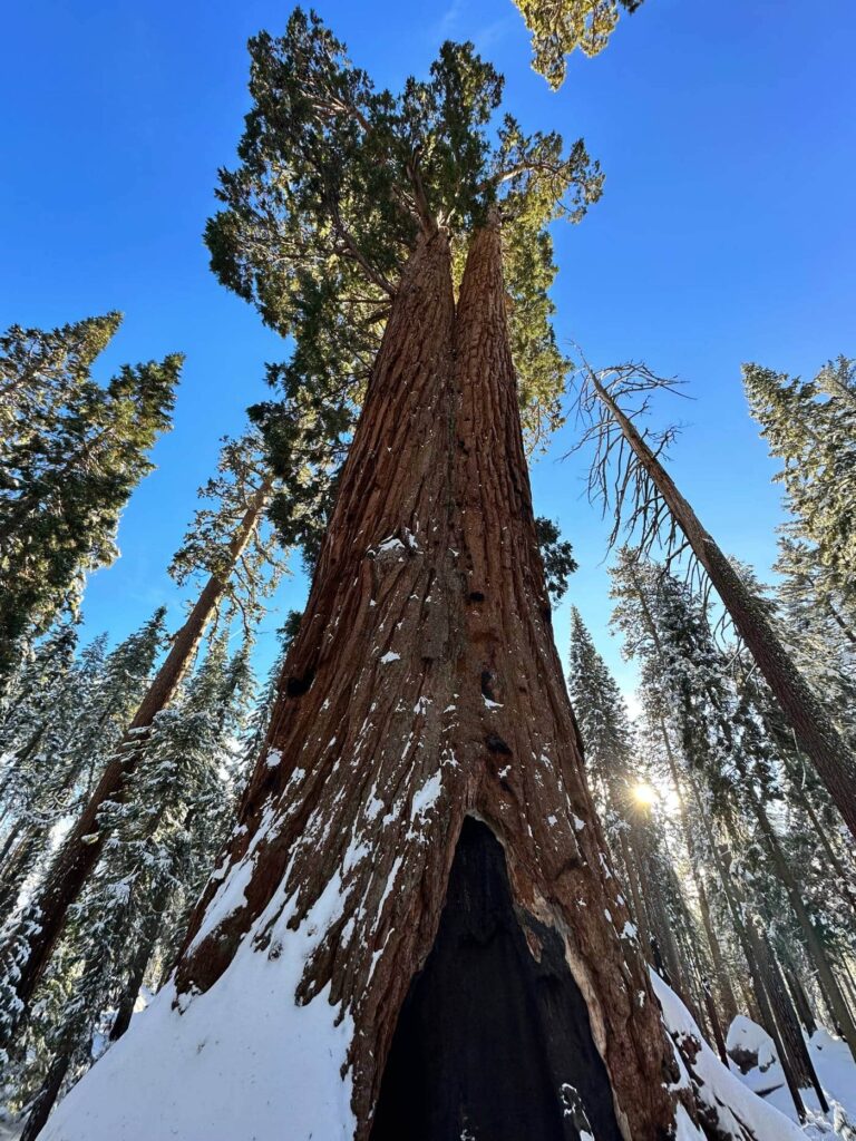 A view looking up at a giant sequoia under a blue sky with snow on its base