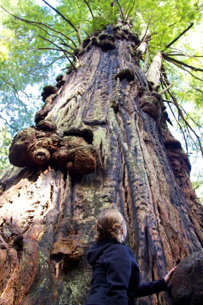 a young person holds and looks up at a large tree covered in knots along the trunk, as seen from below