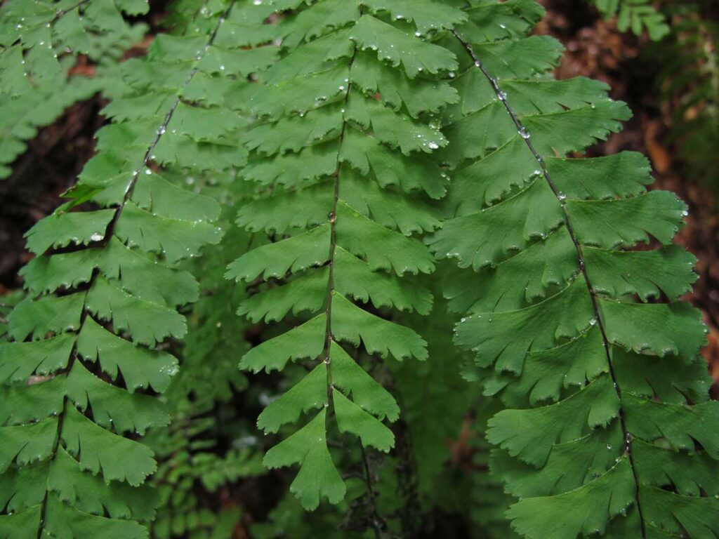 A closeup of a green fern